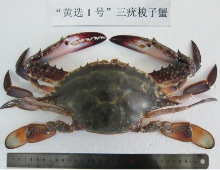 “黄选1号”.jpg “黄选1号”.jpg